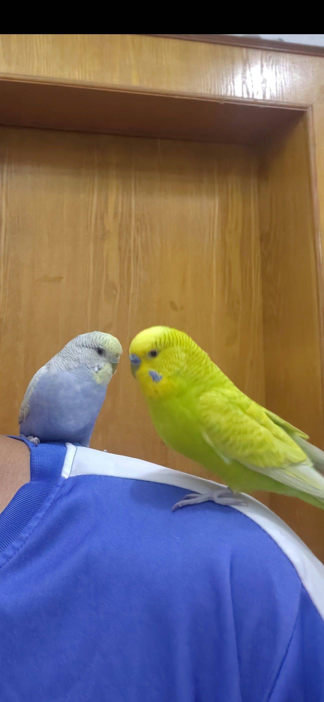 小小鸟