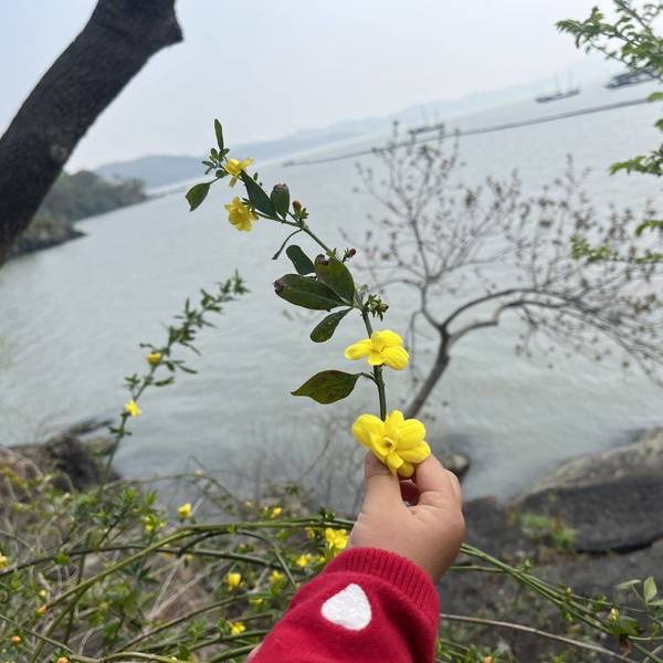 燕子在夏天
