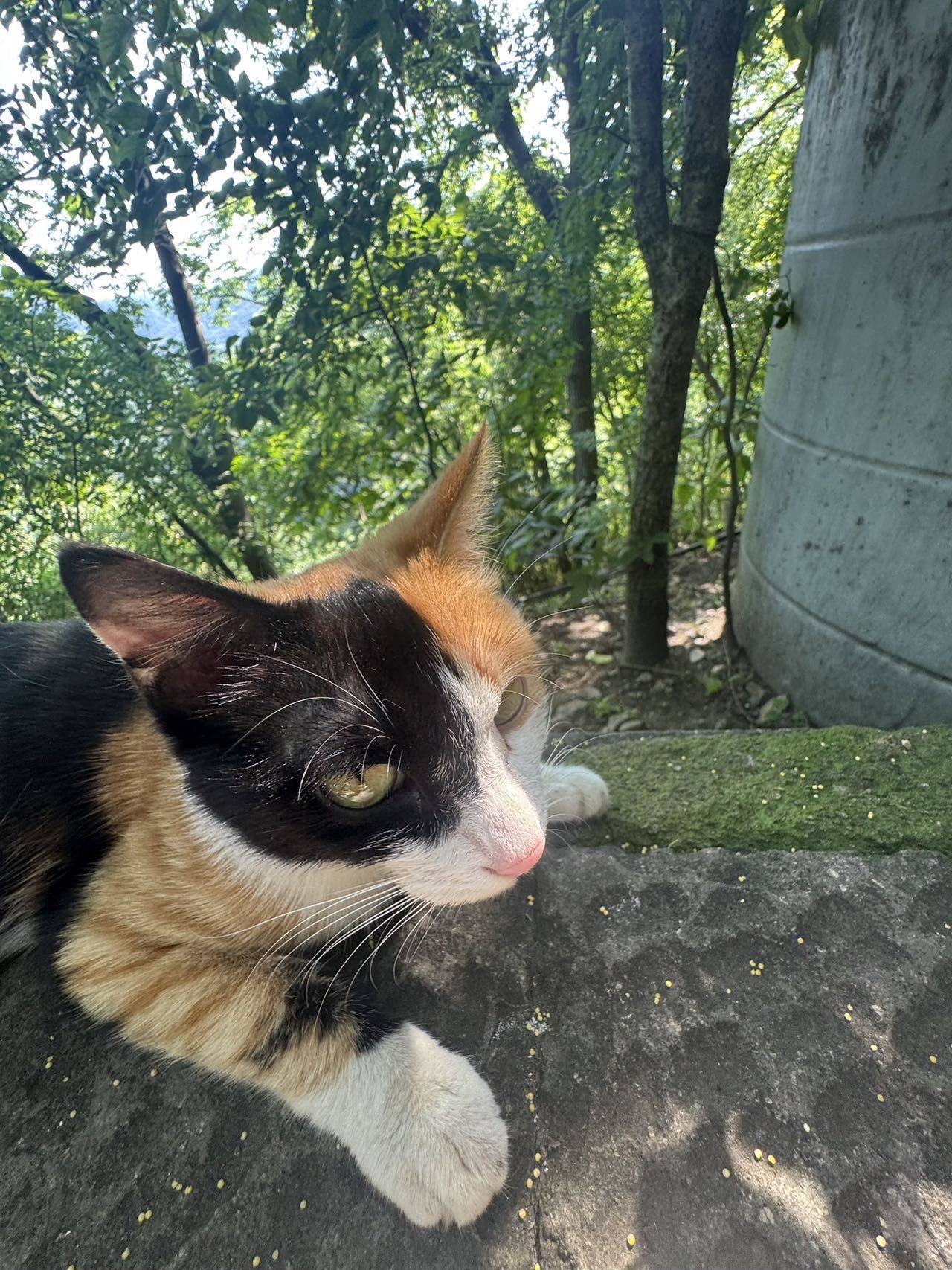 Sunᴗn