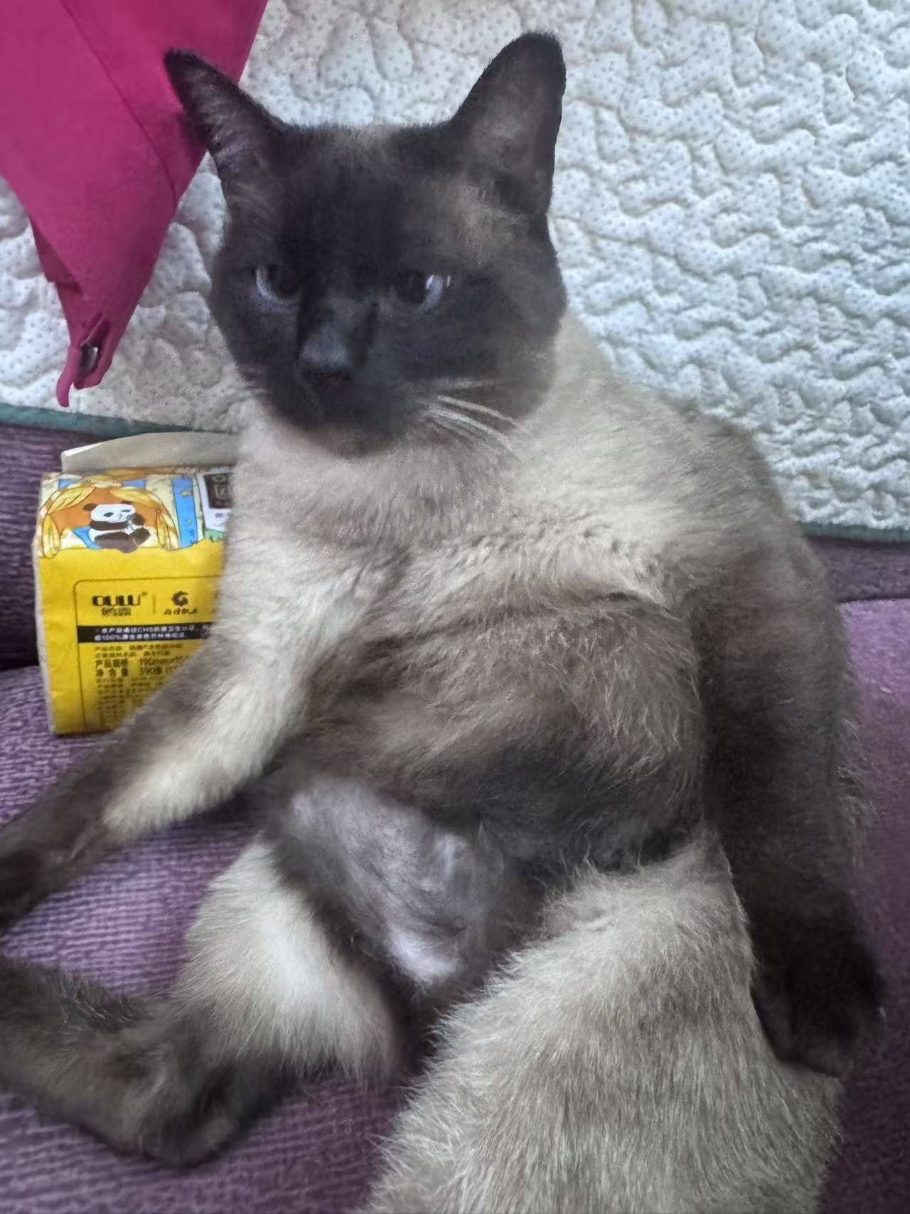 家里有只猪咪