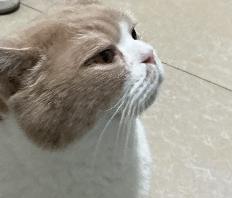 tasia