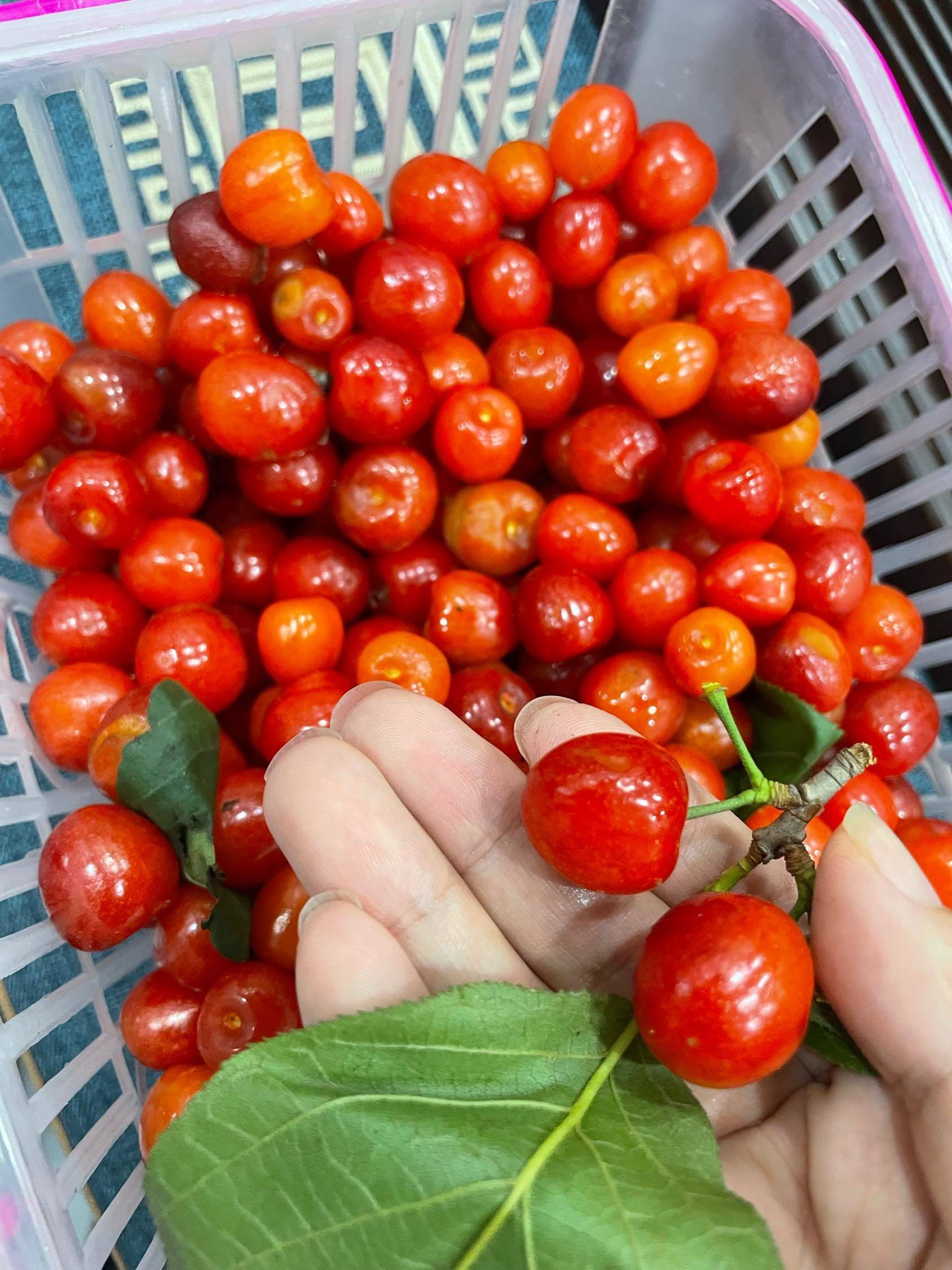 玛丽