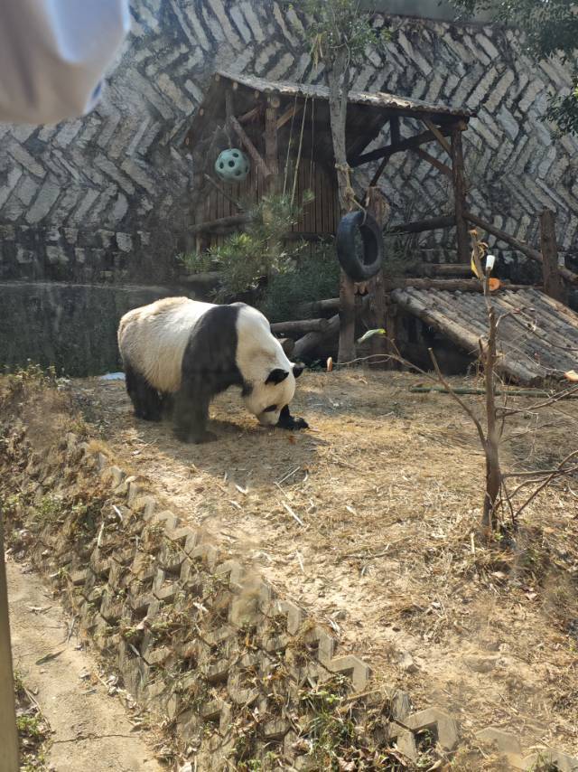 挨踢路人