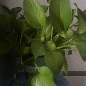 流芳百世