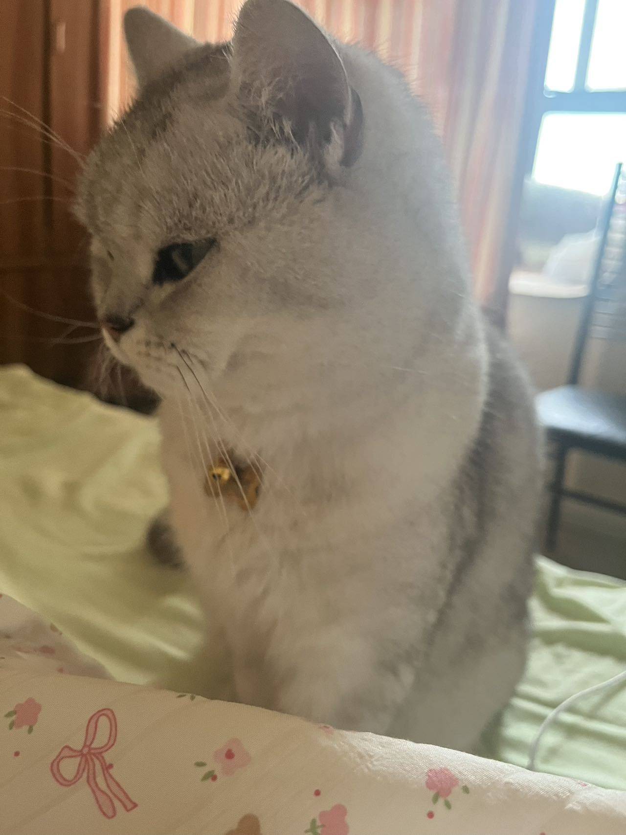 小小偷猪崽
