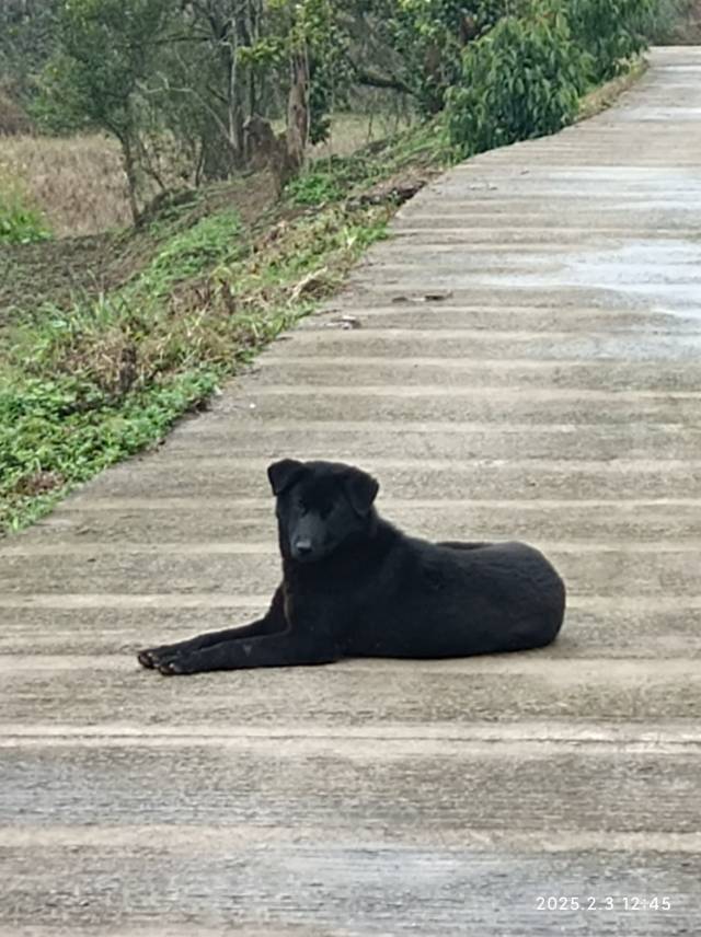 小黑黑