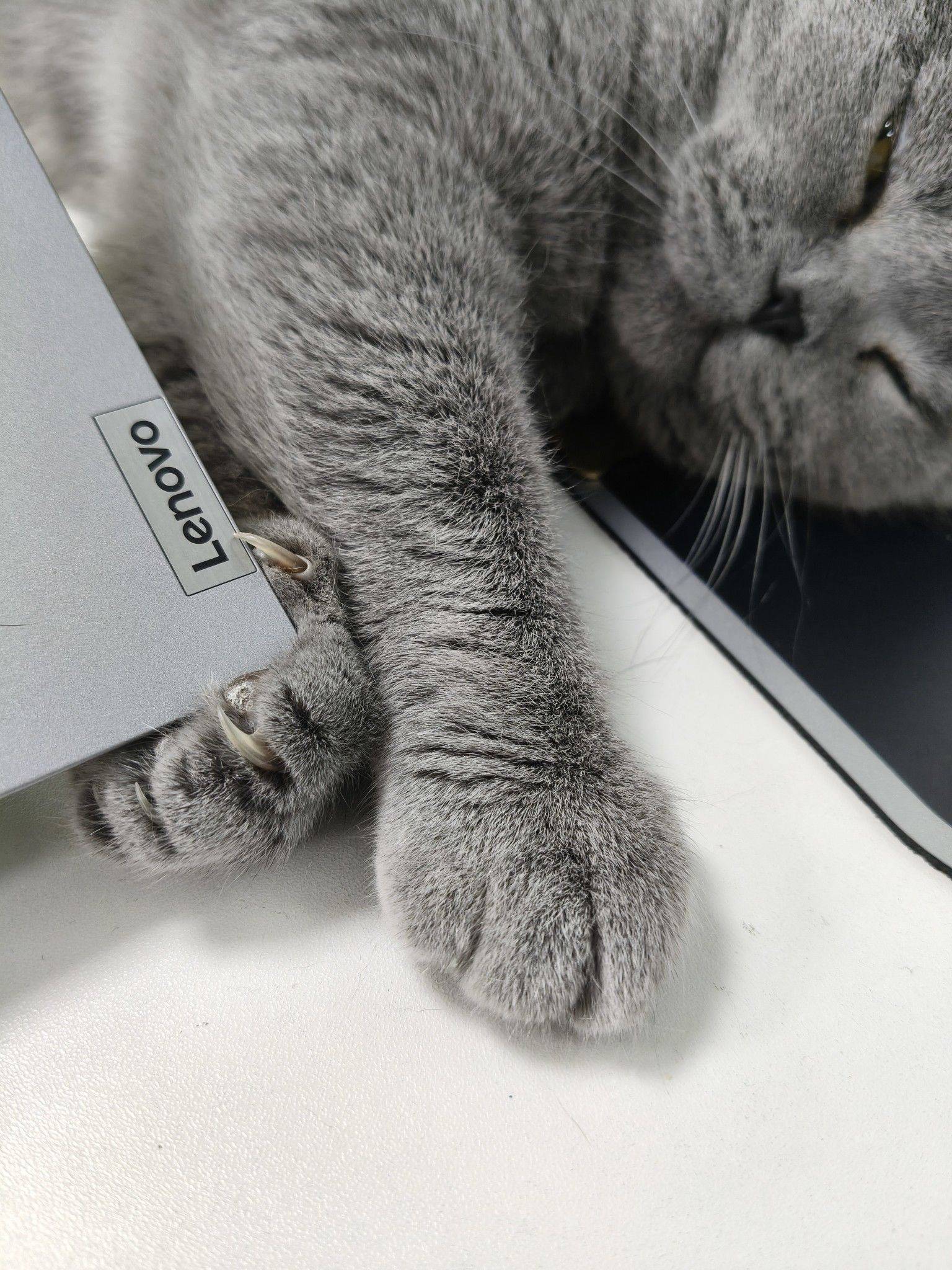 小鱼小鱼