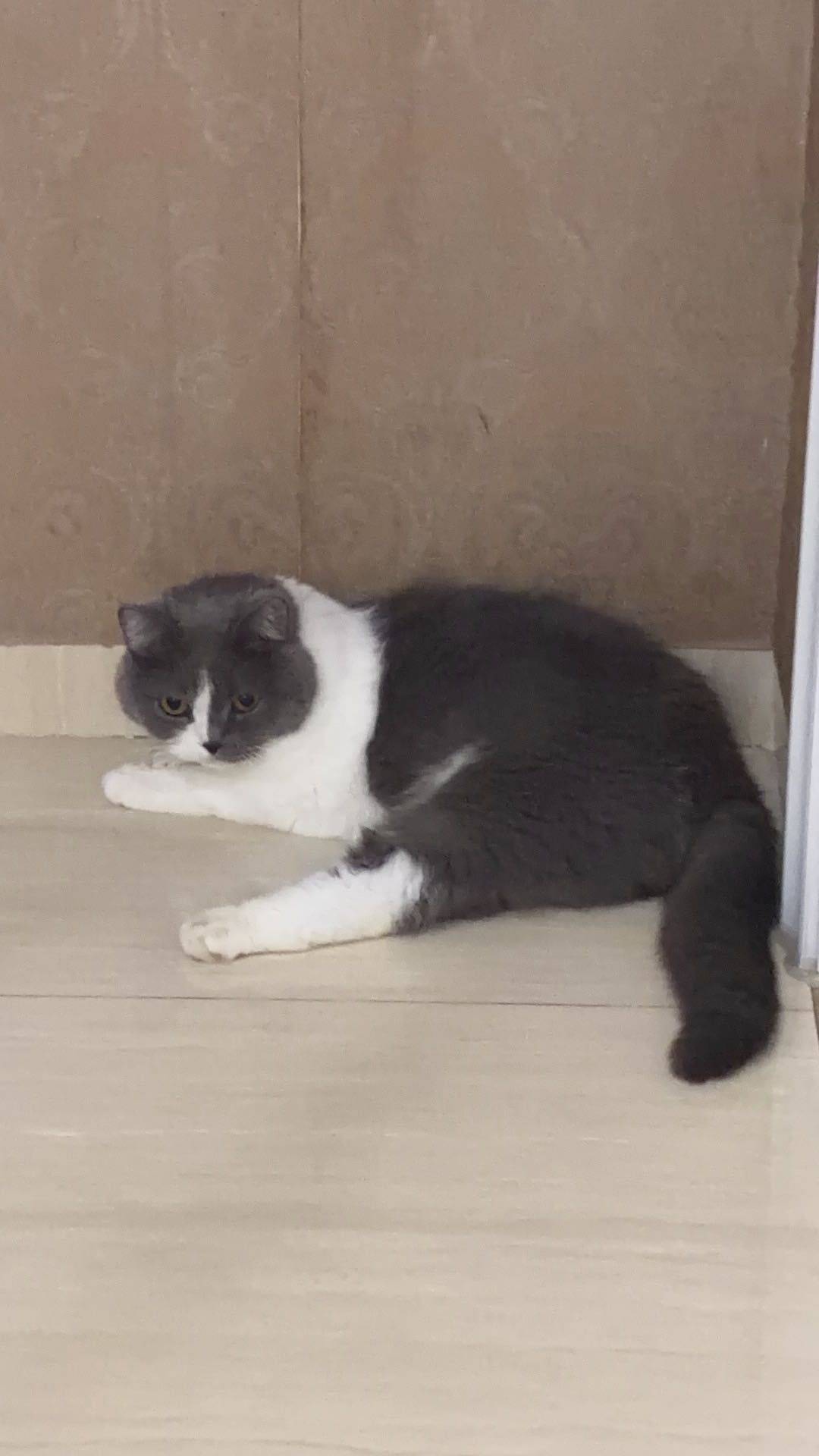 hllt