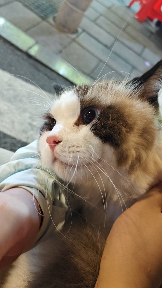 家猫对我抛媚眼