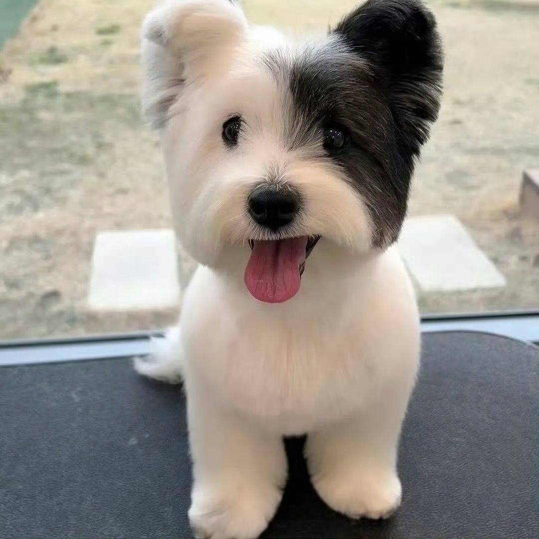JakeZ