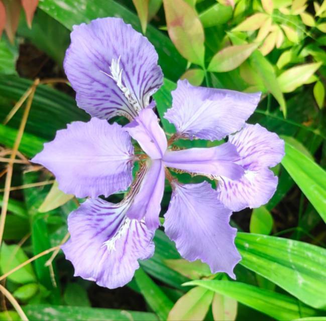 玉兰花