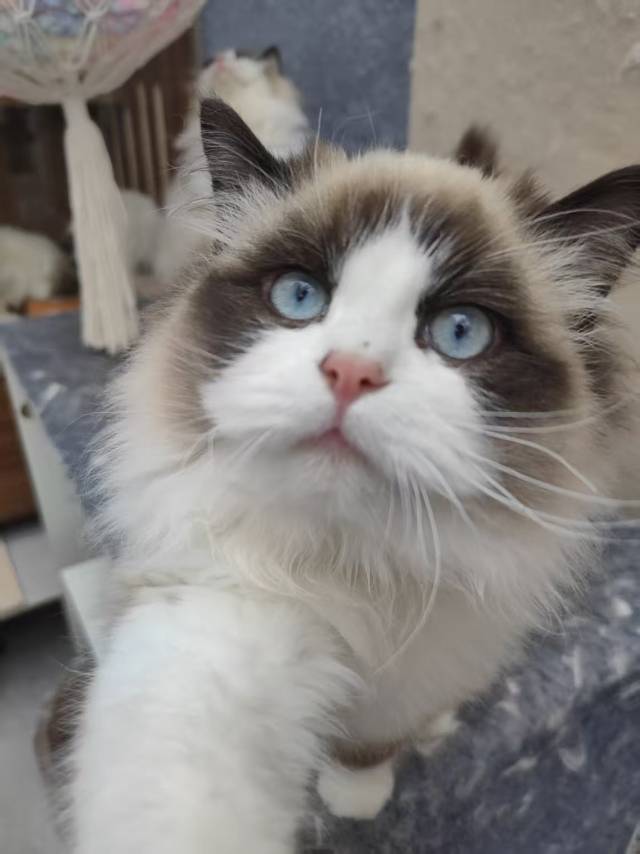 飫