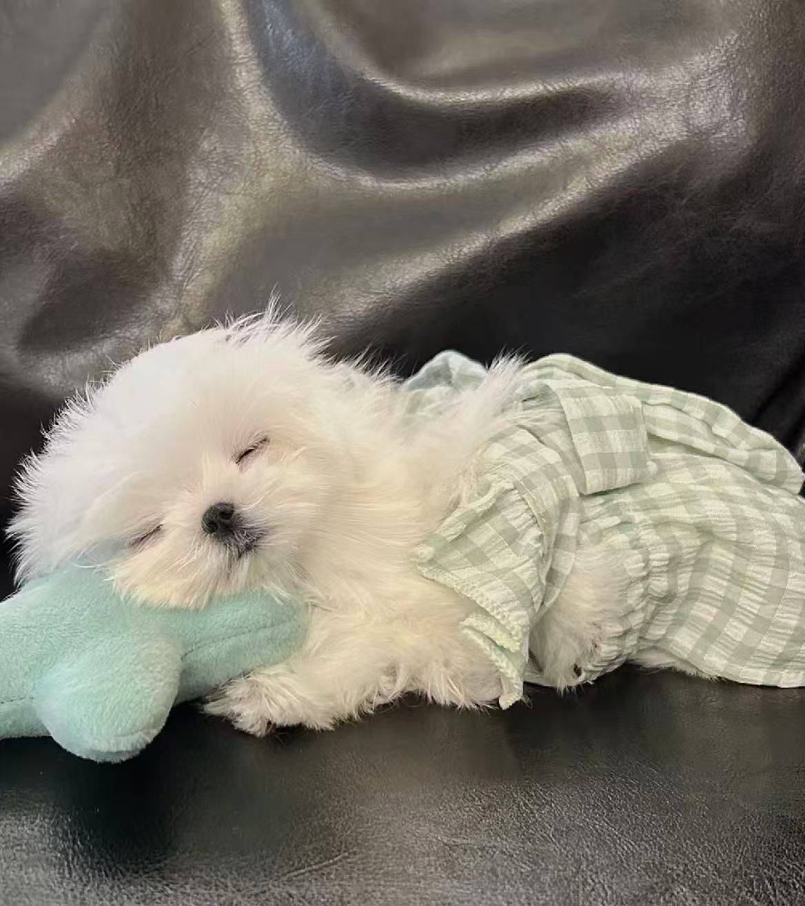  Kiya