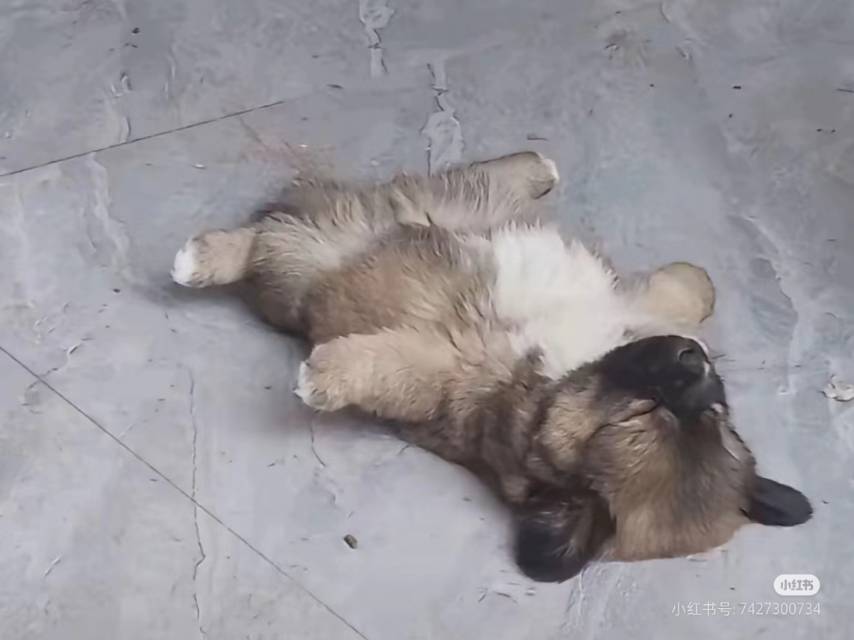 芝芝桃桃胶