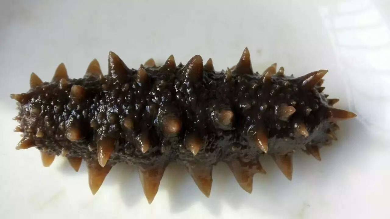 大连参康源