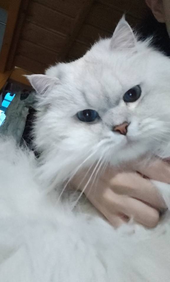 hhh