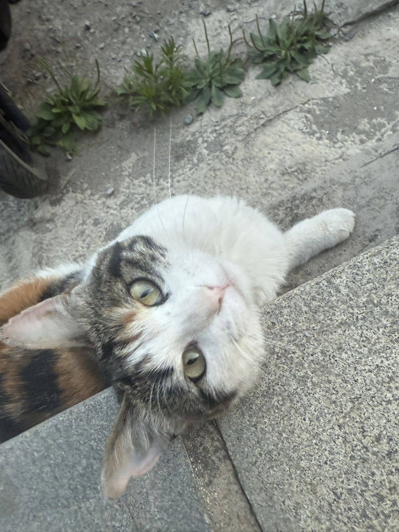 zizi