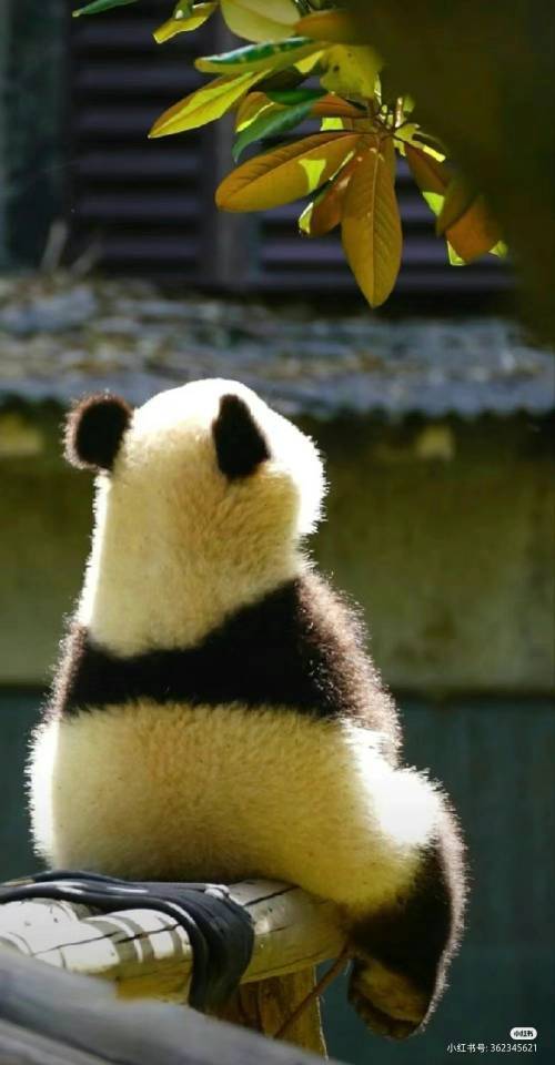 一桧的白日梦