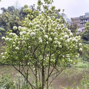 大时代