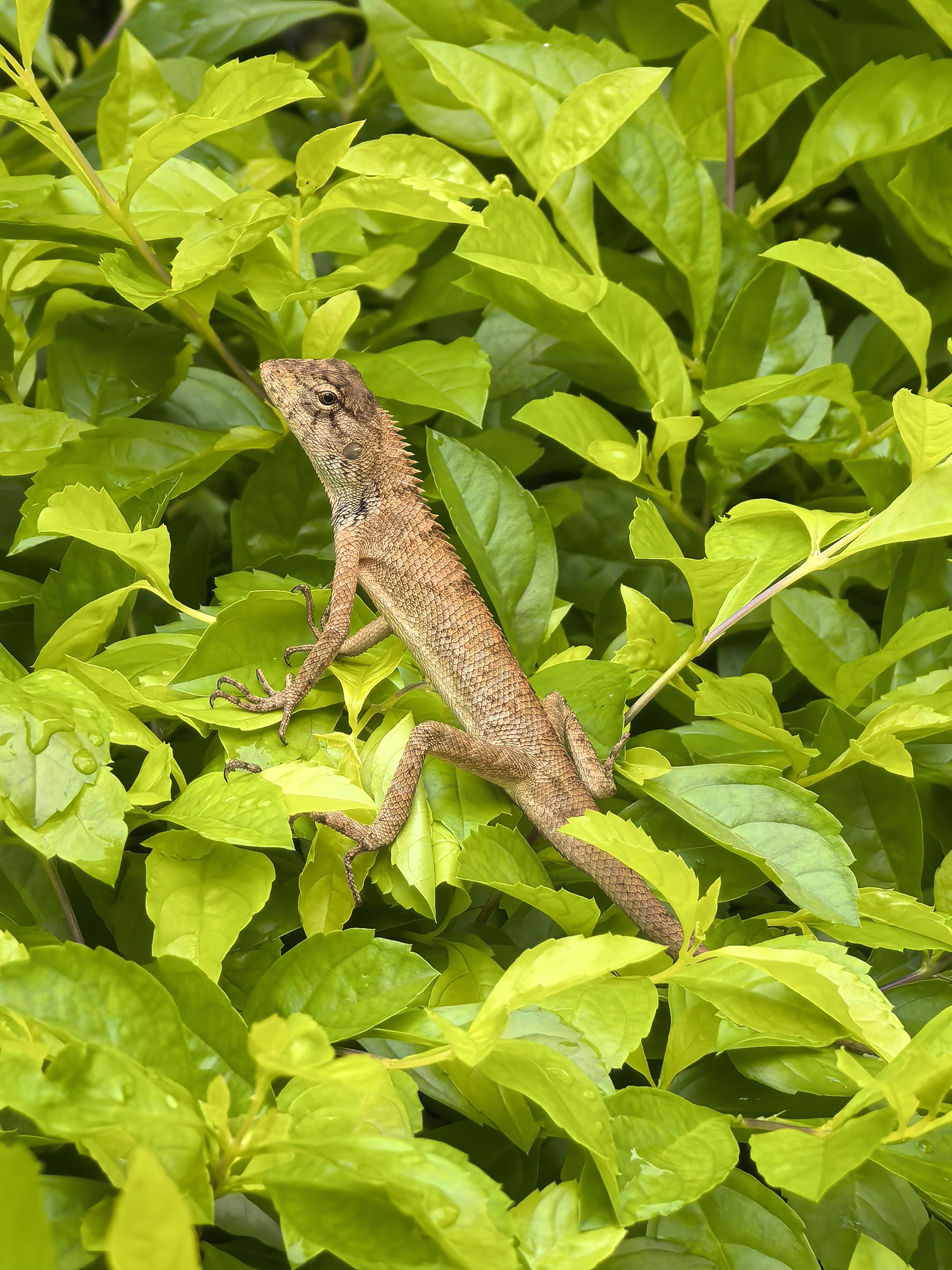 长街听风
