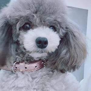 张momo