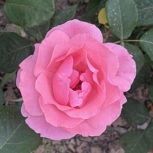 🌸花生米