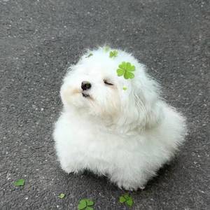 丸子