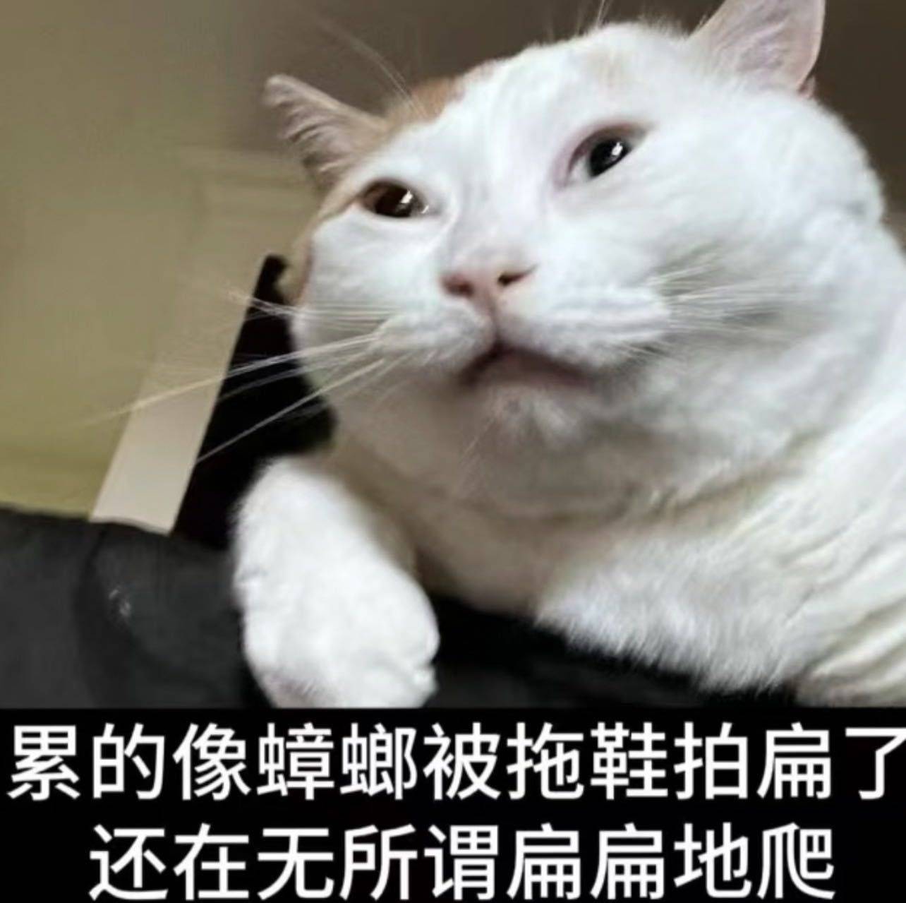 皓兒