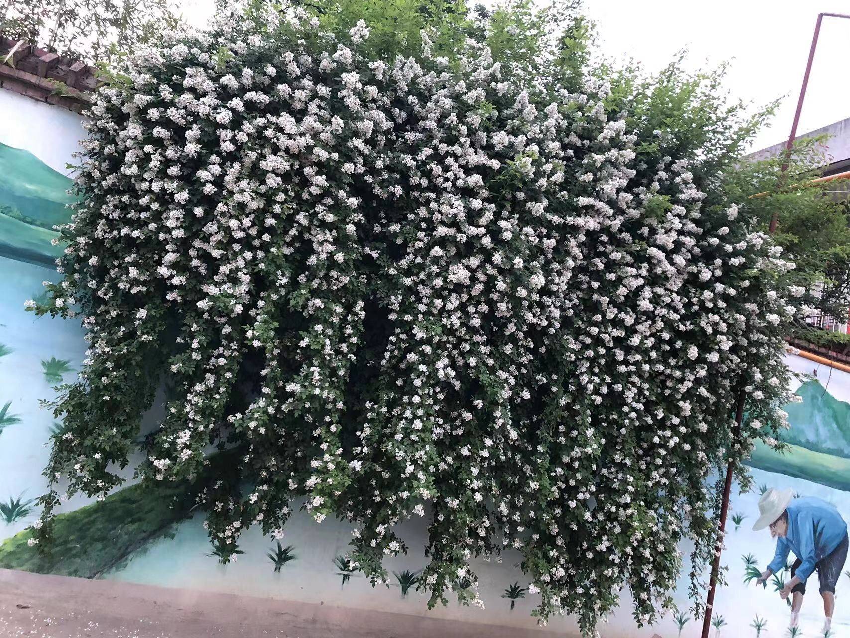 花城