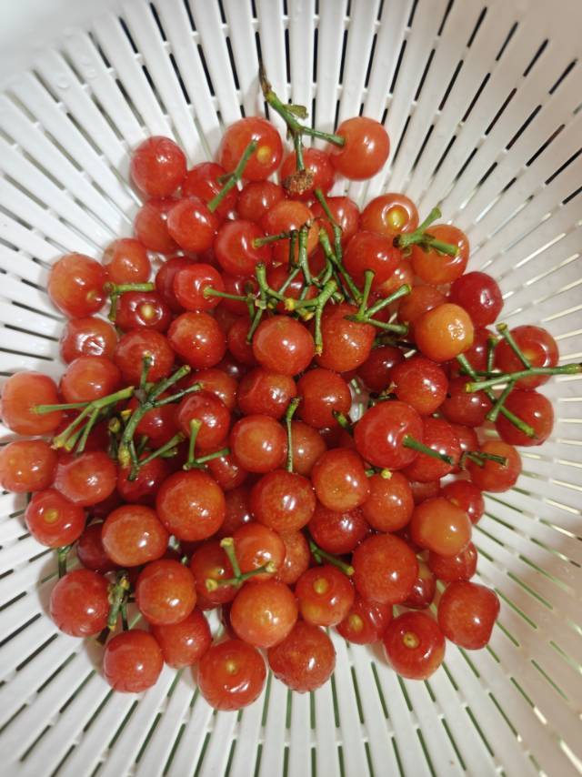 cherry迅