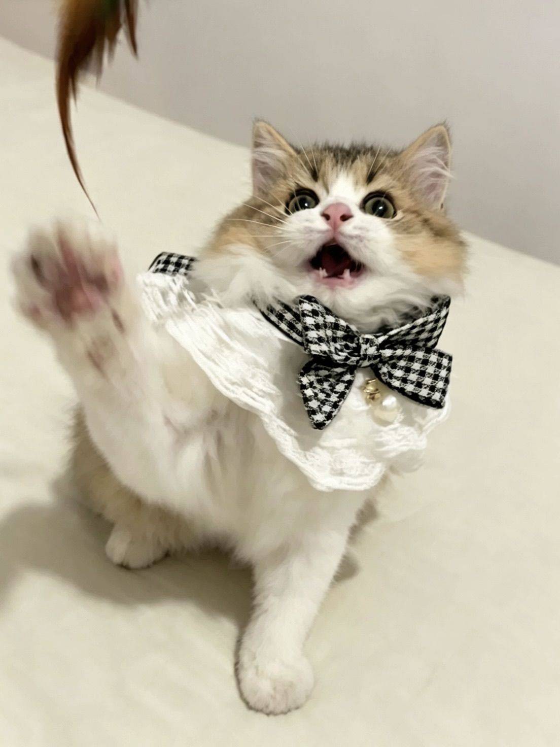 小猫老弟