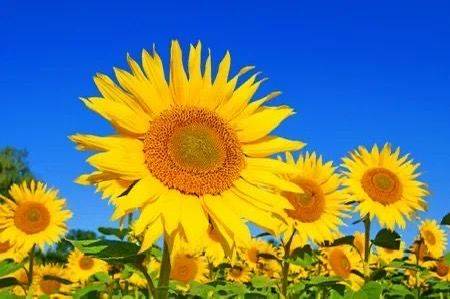 芮宁🌻