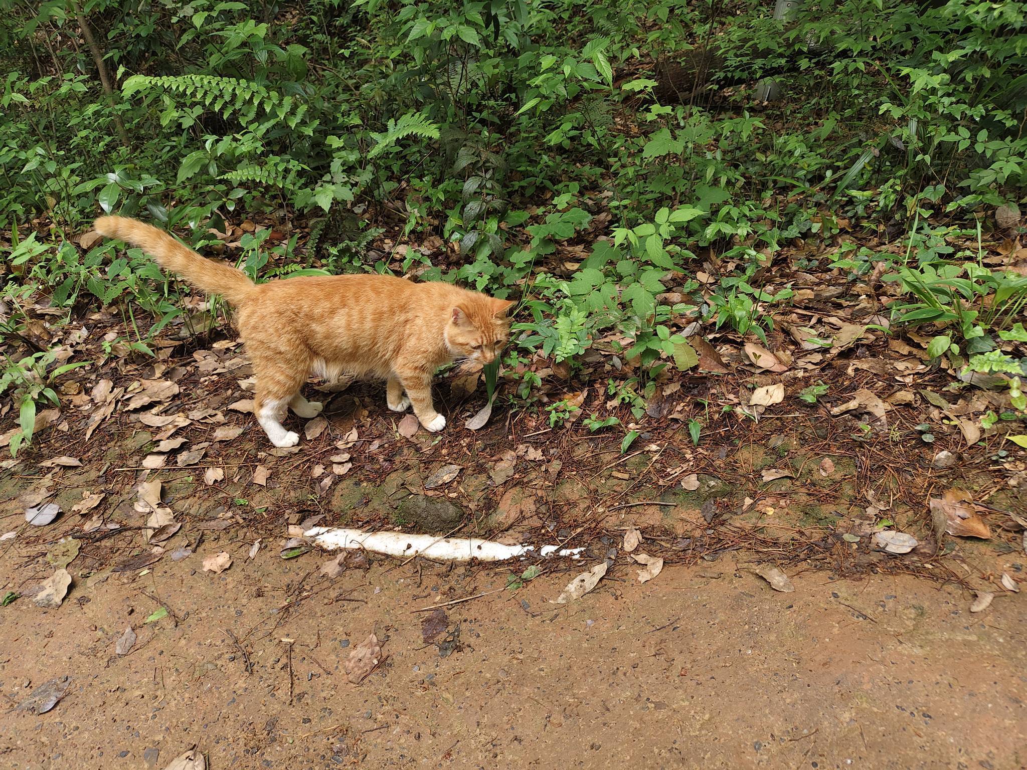 小猫
