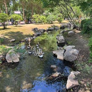 骄傲的兔子