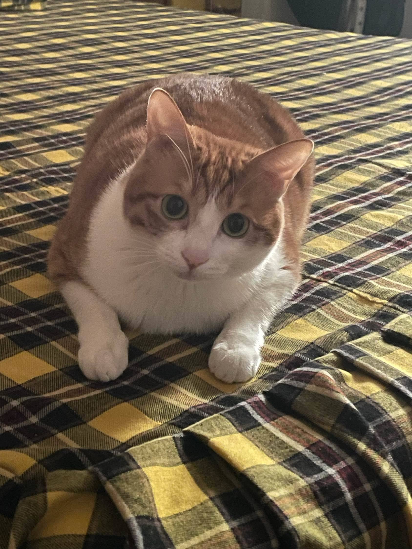 简