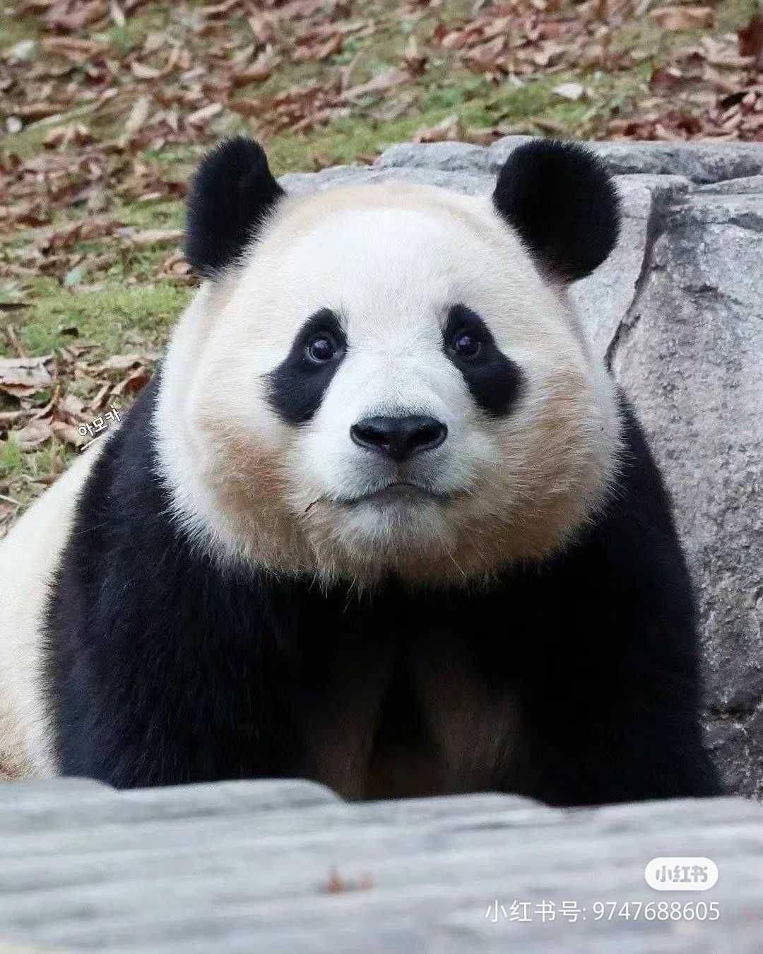 飞鸟