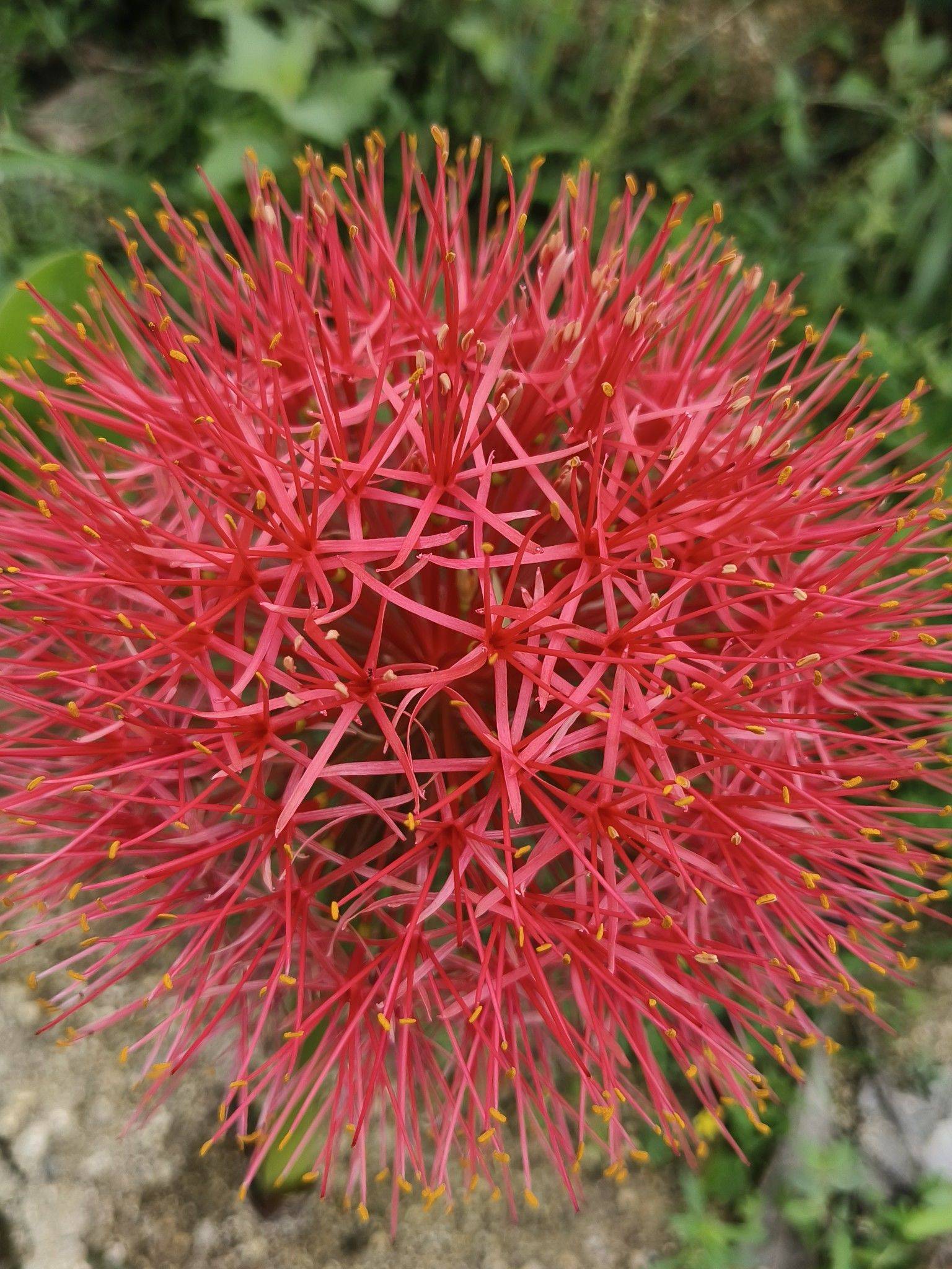 lianzi