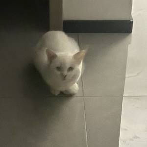 Bok