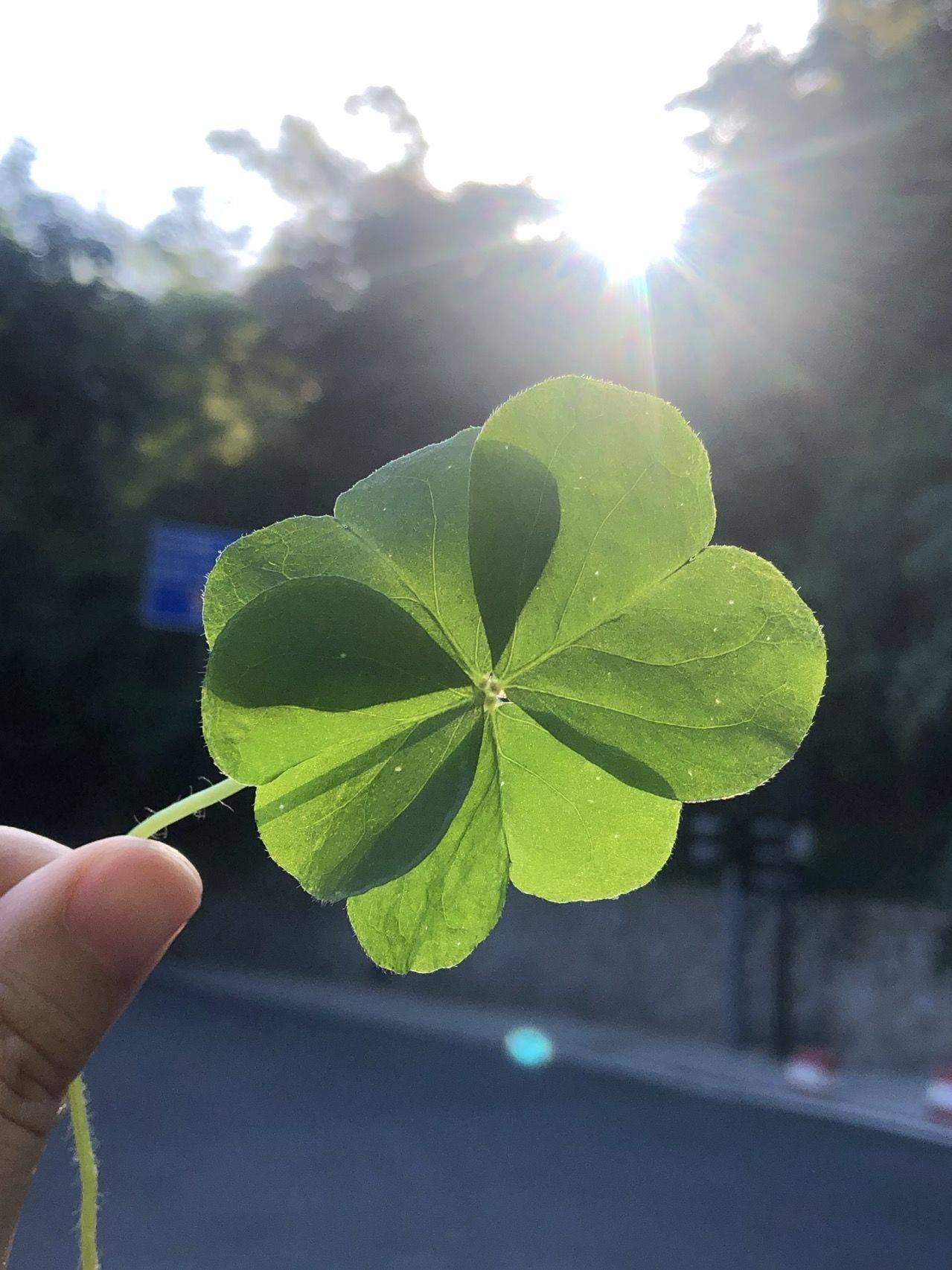 🍀
