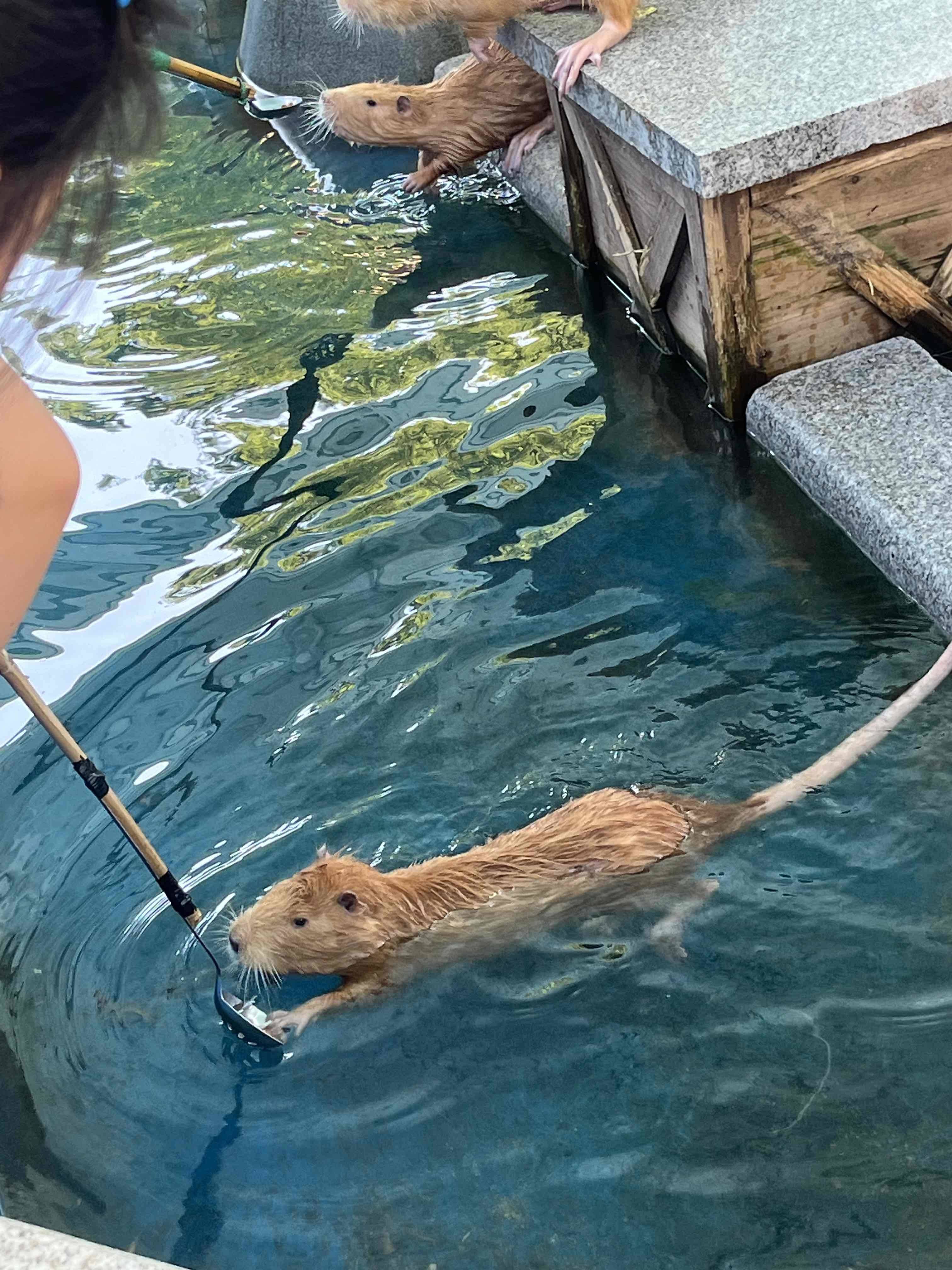 鼠鼠