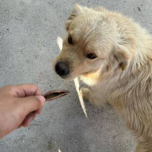 王晏楓