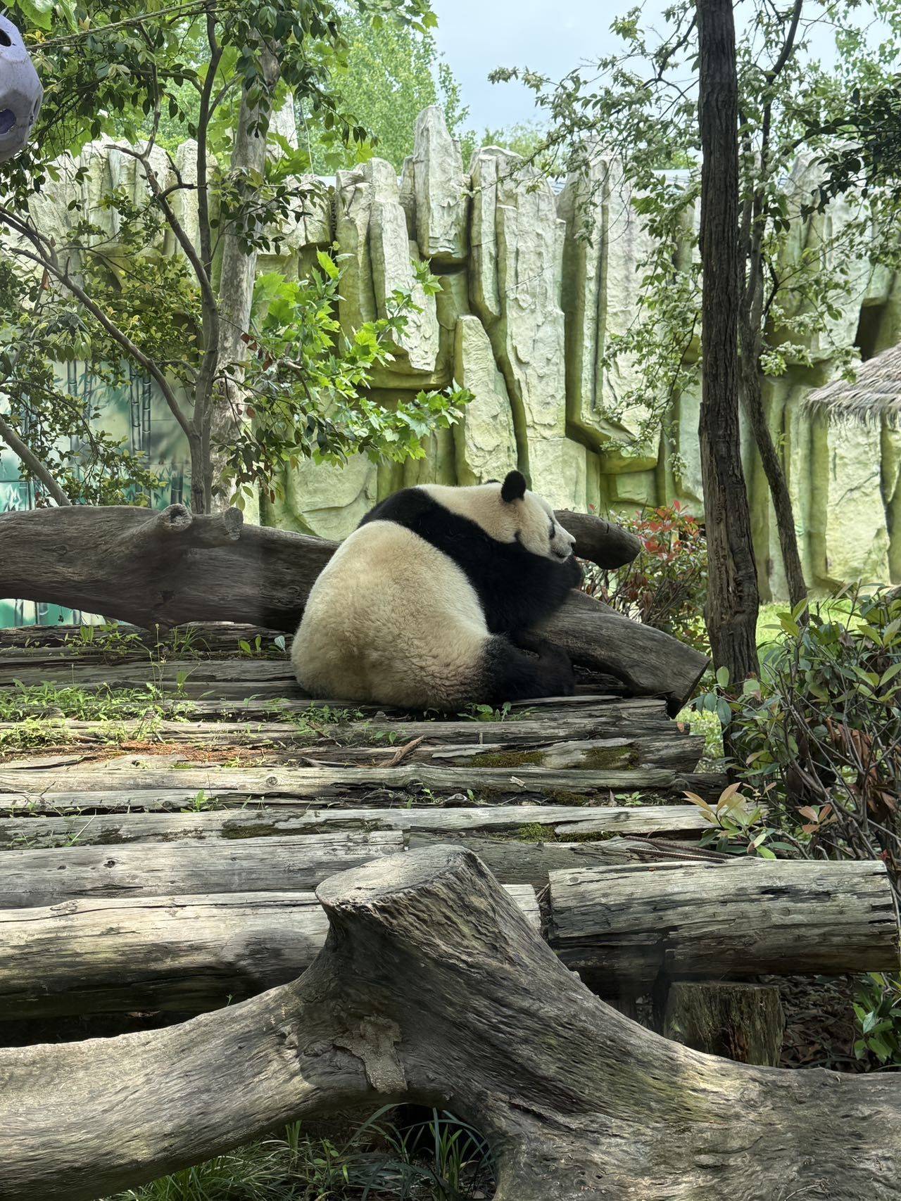 小耳朵糖