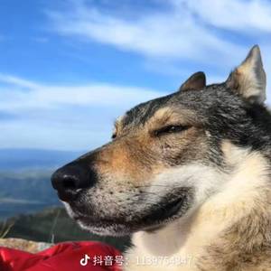 手机无