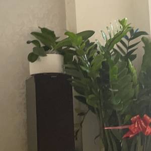 杨