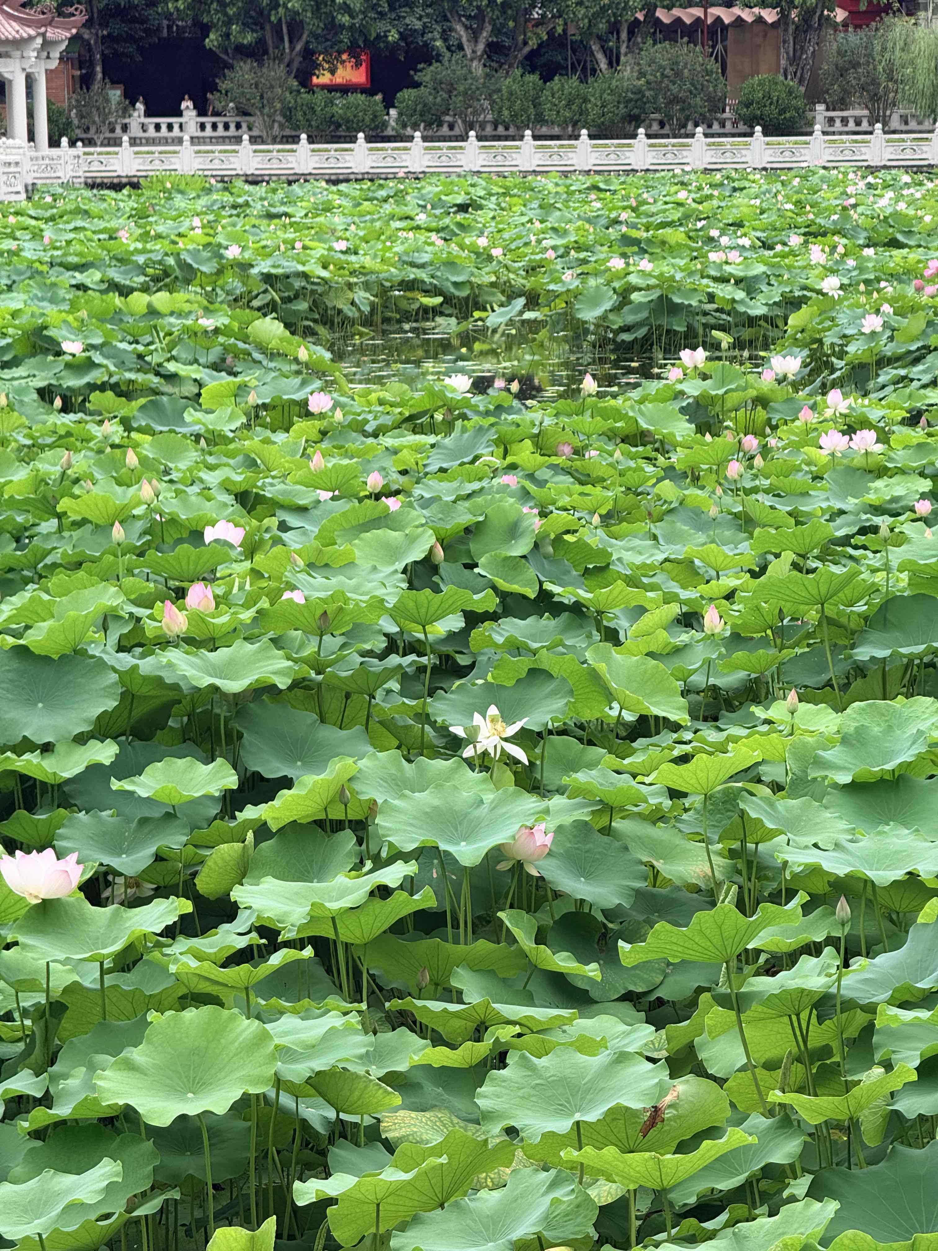 严静