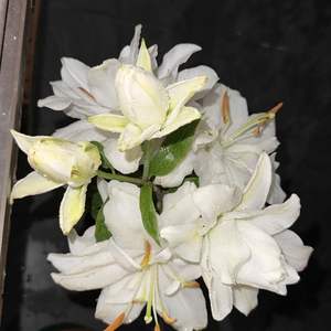 卢凤兰