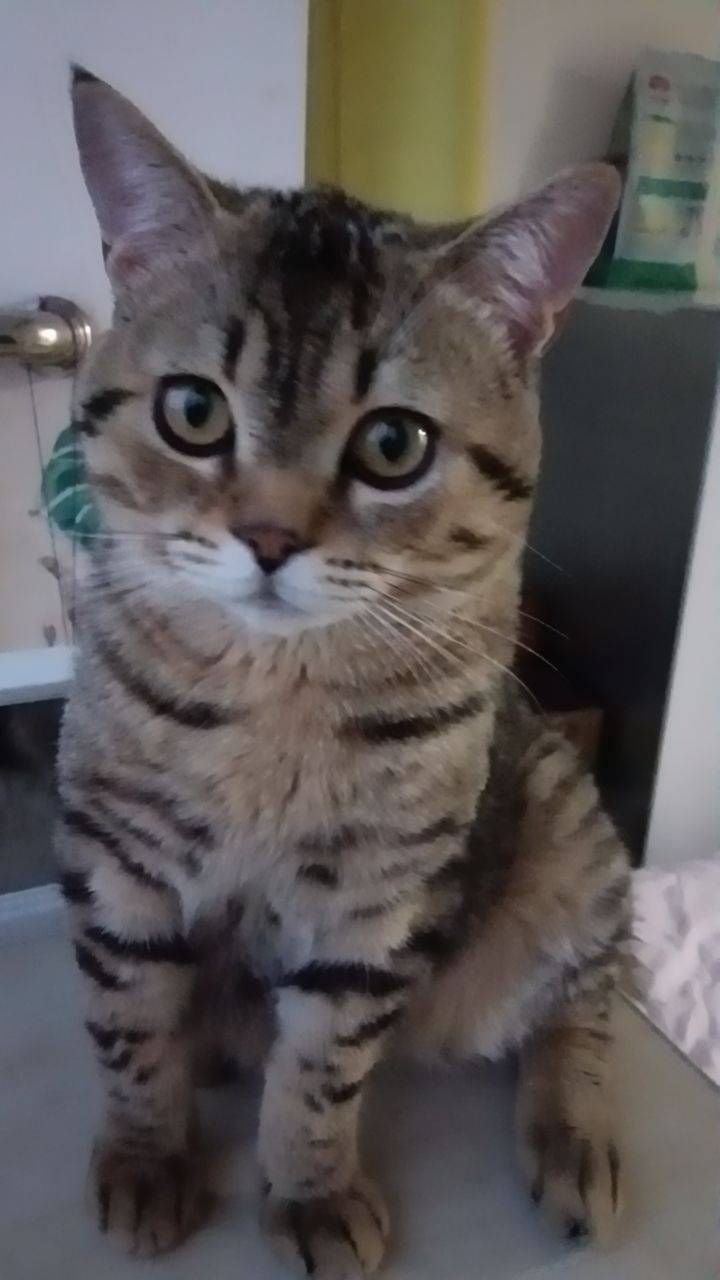 小胖猫