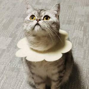 小蟹