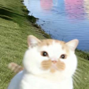 武伊
