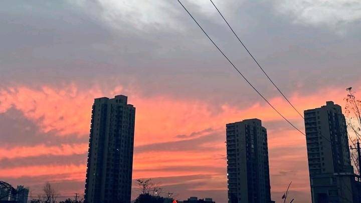 林檬养乐多